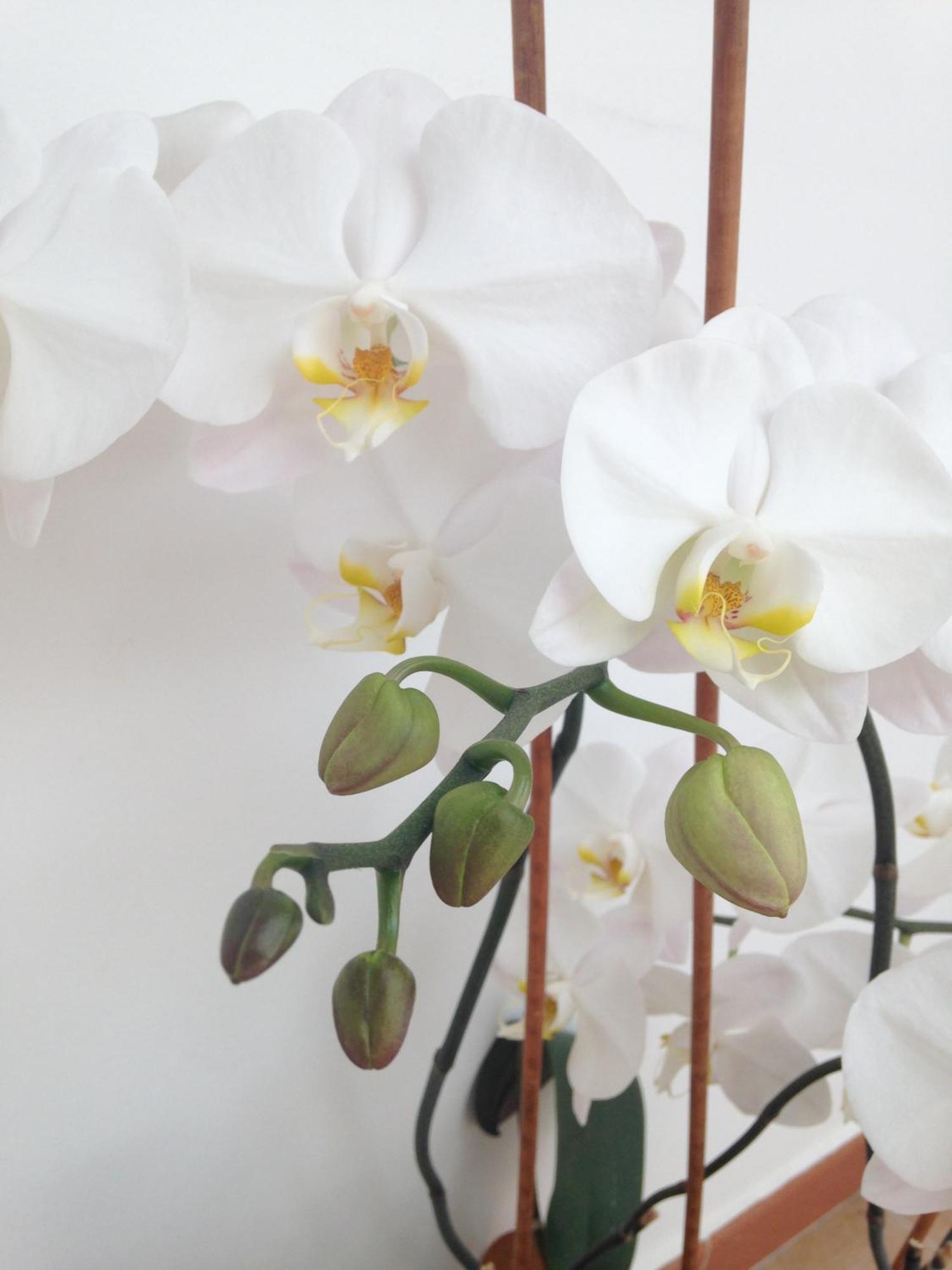 Bed And Breakfast Charming House Barletta Quarto foto